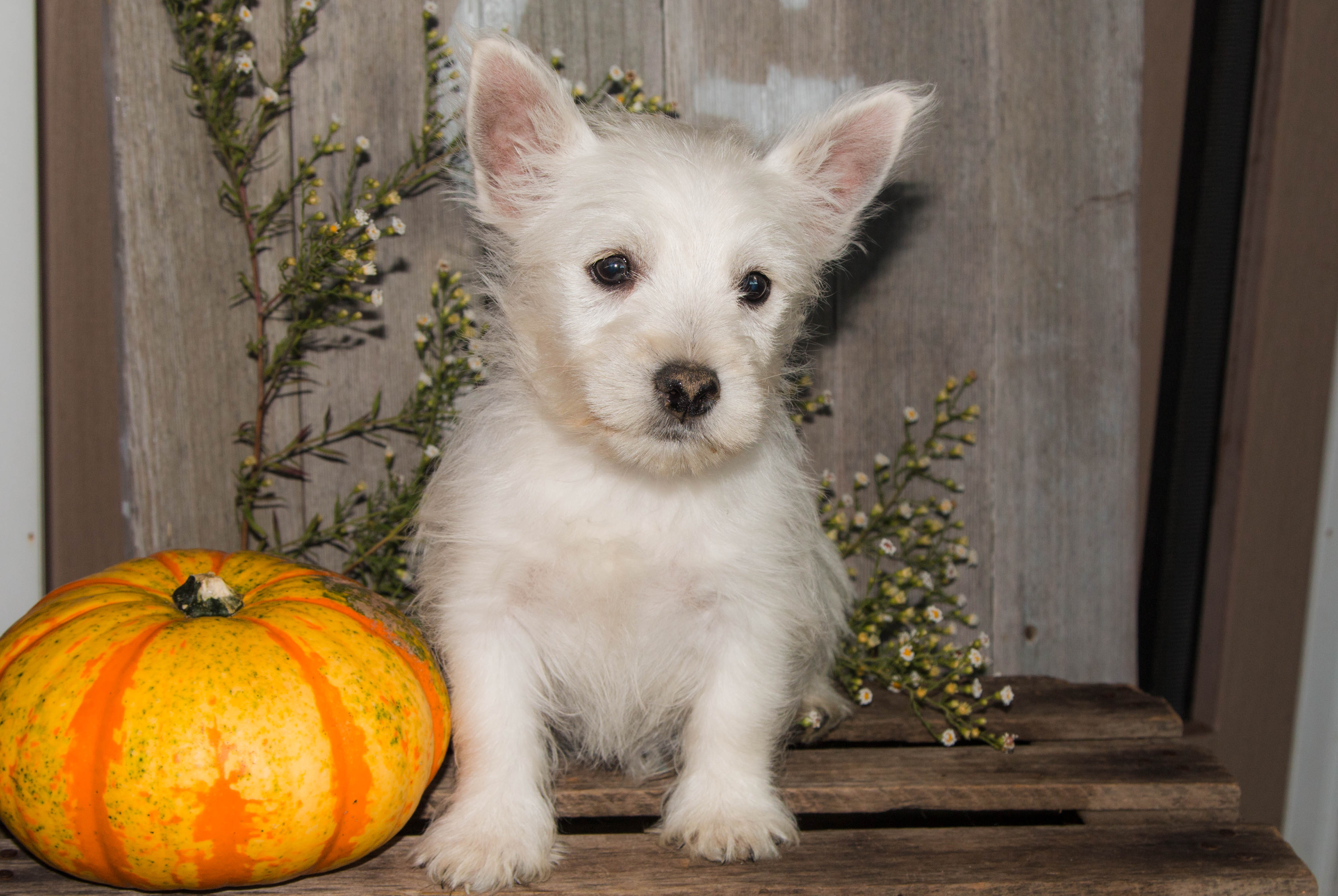 puppy, for, sale, West Highland White Terrier, Amos B. King, dog, breeder, Romney, WV, dog-breeder, puppy-for-sale, forsale, nearby, find, puppyfind, locator, puppylocator, aca